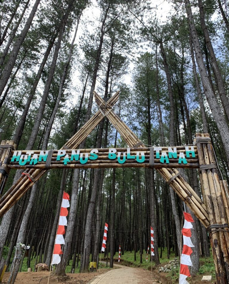Hutan Pinus Bulu Tanah